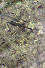 池の魚